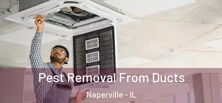  Pest Removal From Ducts Naperville - IL