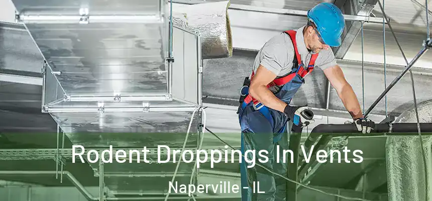  Rodent Droppings In Vents Naperville - IL